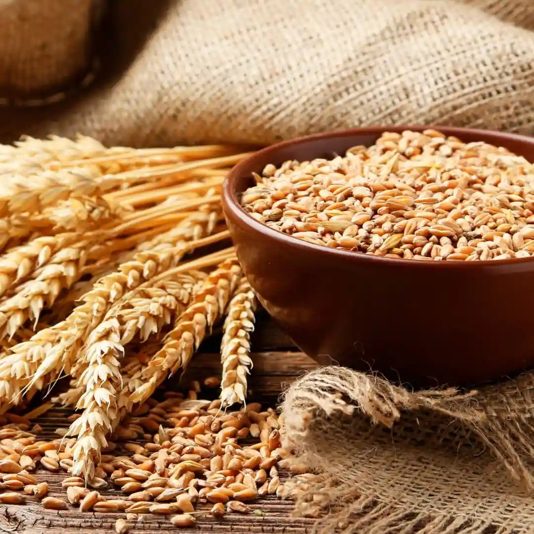 ogx5 - OGX Thick & Full Biotin & Collagen Volumizing Conditioner | Vitamin B7, Collagen & Hydrolyzed Wheat Protein, For Thicker, Fuller, Healthier looking hair, Sulfate Parabens Free (385ml) - Looknstyle